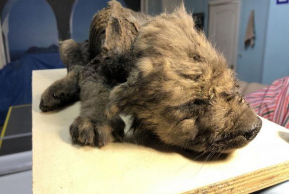 Farkas vagy kutya? A tudósok nem tudnak dönteni a 18 ezer éves kölyöktetemről 