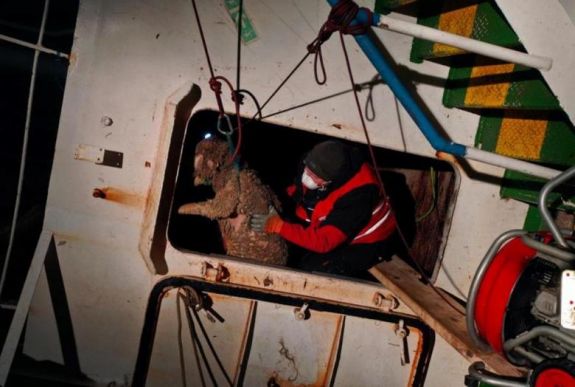 Midiai hajóbaleset: nyugtatót kapnak a juhok, hogy könnyebben menjen a mentés