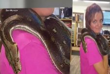 Két és fél méteres kígyó fojtott meg egy nőt egy indianai házban