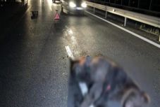 Medvét gázolt el gépkocsi az észak-erdélyi autópályán Kolozs megyében