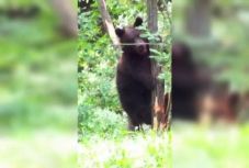 Lefilmezte egy nagykárolyi vadász, amint rátámad egy medve