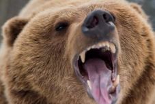 Újabb súlyos medvetámadás történt éjszaka Maros megyében