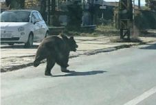 Ismét elszaporodtak Erdélyben a medvetámadások – miben látják a politikusok a megoldást?