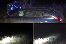 FRISSÍTVE - Elütött egy autó egy medvét Hargita megyében, az állatot hagyták szenvedni