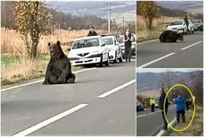 Kilőtték a Parajd és Szováta között elgázolt medvét