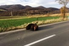 Rendőrségi ügy lett a Parajdnál szenvedni hagyott medve ügyéből