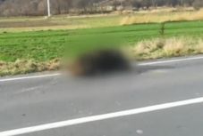 Újabb medvegázolás történt Erdélyben: az állat elpusztult