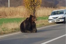 A Parajdnál szenvedni hagyott medve ügye: a pontos előírások hiánya vezetett idáig