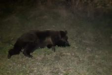 Ezúttal Makfalva határában ütöttek el egy medvét