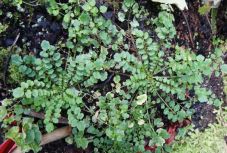 Kutatás: a gyomok nemhogy ártanak, jót is tehetnek a termésnek