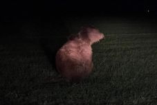 Medvegázolás Csernátonban: a zernesti rezervátumba szállították a sérült állatot