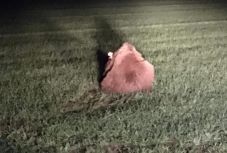 Nem lehetett megmenteni a kedden reggel Kovászna megyében elgázolt medve életét