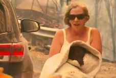 Hősként ünneplik a koalát mentő nőt