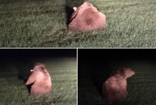 Medvegázolások: miért sikerült Csernátonban megkímélni az állatot a szenvedéstől, Parajdon pedig nem?