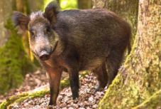 Sertéspestissel fertőzött vaddisznóra bukkantak Maros megyében