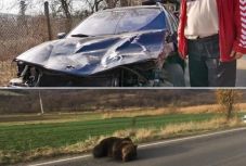 Medvegázolás Parajdnál: összefognak a megrongált autójú családért