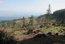 Miniszter: sokkoló mennyiségű fát vágnak ki Romániában