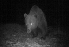  Medvét láttak vasárnap este Parajdon, a sóbánya előtt elvezető úton
