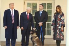 Kitüntette Trump az al-Bagdadi elleni akcióban közreműködő kutyát
