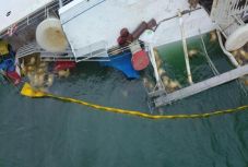 Az Orban-kormány nem tiltja be az élőállat-exportot