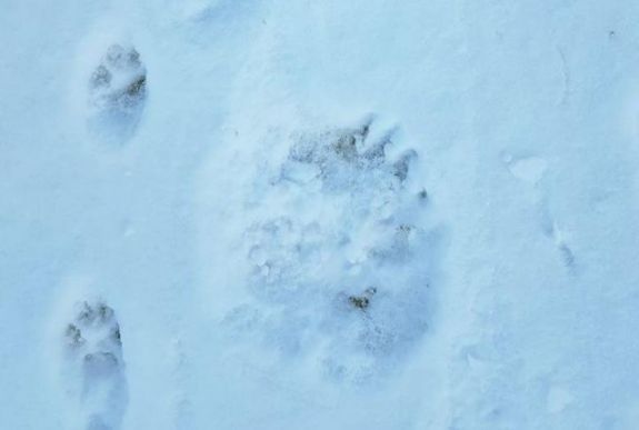 Tizenegy birkát ölt meg egy nőstény medve a Hargita megyei Gyergyóvaslábon