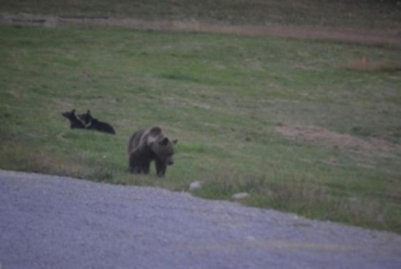 Költségvetés-kiigazítás: megtérítik a medvekárokat
