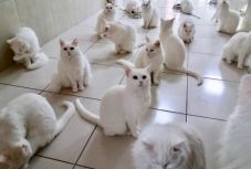 Erdélyből Tibetbe, Kőrösi Csoma Sándor nyomában: 92. nap – december 1. 