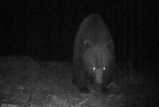 Medvét láttak a csíksomlyói sípálya közelében