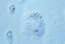 Tizenegy birkát ölt meg egy nőstény medve a Hargita megyei Gyergyóvaslábon