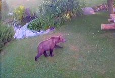 Háromszéki küldöttség tárgyalt a miniszterrel a medveproblémák rendezéséről