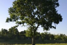 Timmermans: a 2020-as klímacélok megvalósításával 2050-re Európa klímasemlegessé válhat