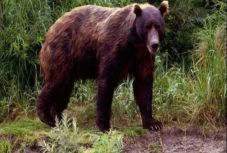 Medvét láttak a Hargita megyei Bencéden