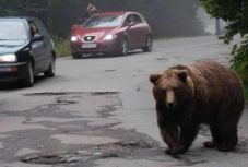 Medvét gázoltak el Tusnádfürdő közelében, a nagyvad elmenekült