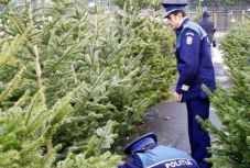 Több ezer illegálisan kivágott fenyőt kobozott el a rendőrség