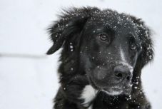 Fokozottan figyeljünk házikedvenceinkre szilveszterkor!