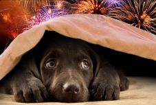 Petárdastopot kérnek az állatvédők szilveszterre