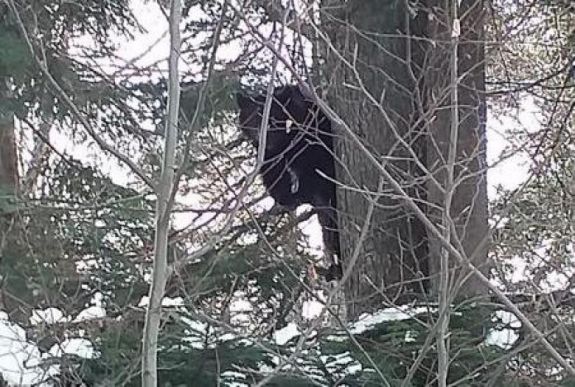 A sípálya közelében bukkant fel a medve Predeálon
