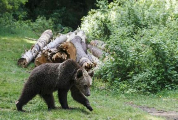 Medve miatt riasztották a csendőröket Parajdon