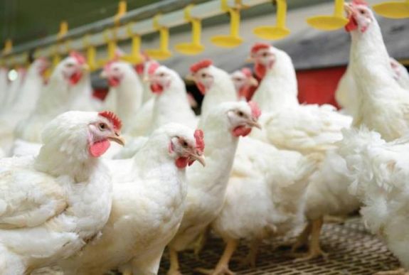 Madárinfluenza miatt el kell pusztítani egy Máramaros megyei tyúkfarm állományát