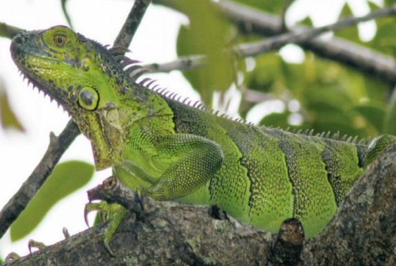 Amikor fagyott leguánok potyognak a fákról...