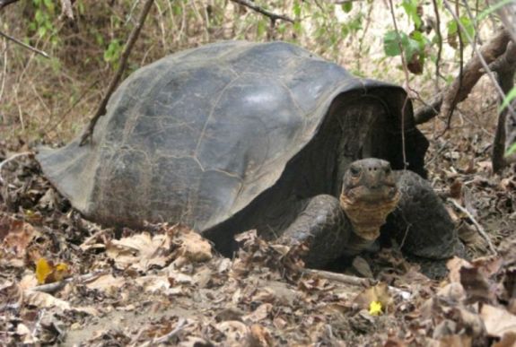 Kihalt galápagosi óriásteknősfajok rokonainak felkutatására indul expedíció