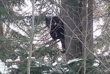 A sípálya közelében bukkant fel a medve Predeálon