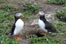 Kutatók: hátvakaró eszközként használják a gallyakat a tengeri madarak