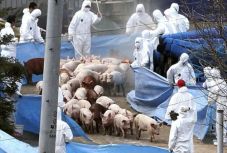 Tömeges „disznóvágást” rendeznek egy Brăila megyei sertésfarmon