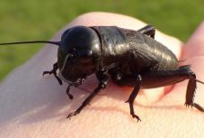 Testépítők figyelmébe: már kapható a tücskökből készült fehérjepor