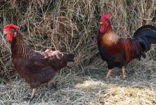 Kendermagos, csórényakú, borzas – a kipusztulás szélére kerültek nagyanyáink tyúkjai