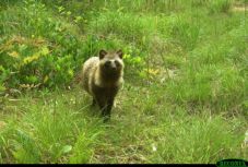 Visszahódította a vadvilág a Fukusima körüli lakatlan területeket
