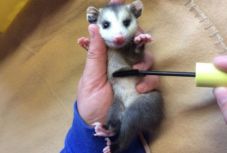 Régi szempillaspiráljaink életeket menthetnek – mutatjuk, miért jó elküldeni azokat a vadon élő állatoknak