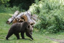 Medve miatt riasztották a csendőröket Parajdon