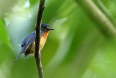 Tíz új énekesmadárfajt fedeztek fel Indonéziában
